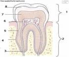 Ανθρώπινο δόντι